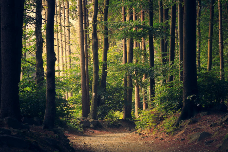Hossegor y la naturaleza de las Landas: rutas, lago y bosques por explorar