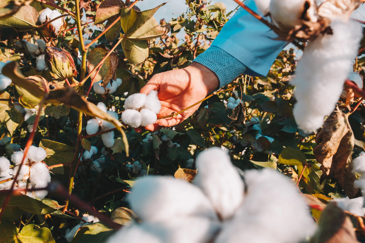 La photo montre une main tenant des capsules de coton ouvertes dans un champ de coton. Les capsules sont blanches et duveteuses, et la personne porte un vêtement bleu. Les feuilles autour des capsules sont vertes avec des nuances de brun. La photo est prise en plein jour sous un éclairage naturel.