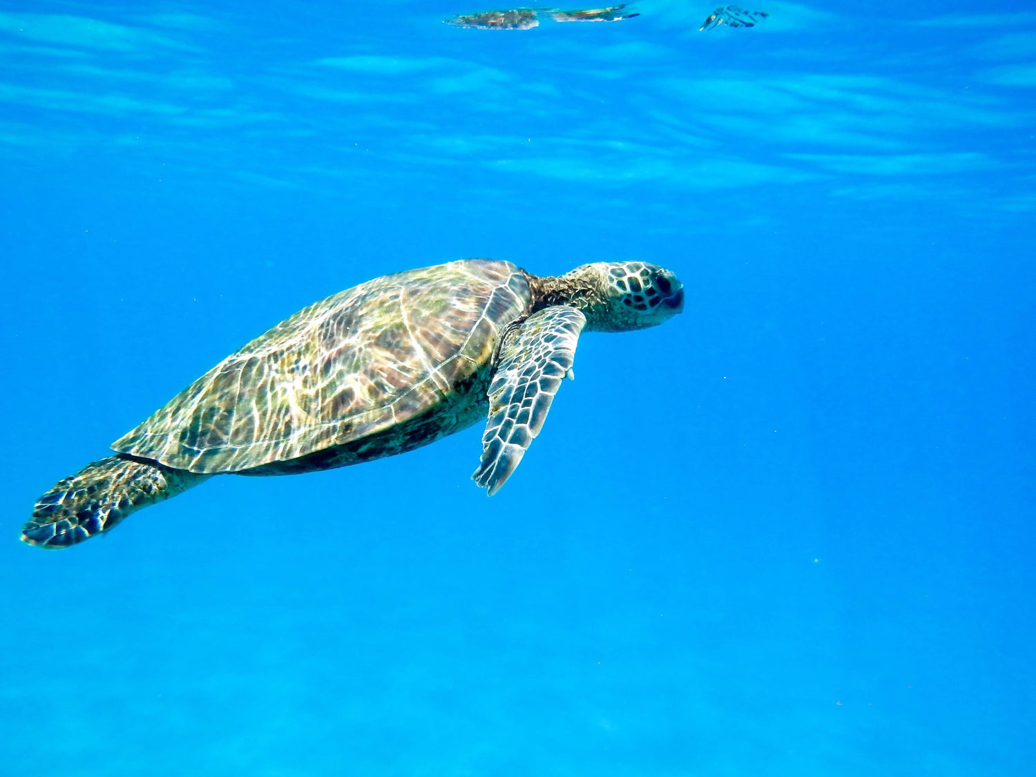 La photo montre une tortue marine nageant dans l'eau claire et bleue. La tortue est vue de côté, se déplaçant vers le haut à gauche de l'image. Elle a une carapace mouchetée de motifs bruns et verts et des nageoires qui semblent douces et souples. L'eau est d'un bleu profond et paisible, ce qui crée un contraste naturel avec la tortue.